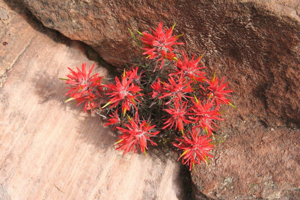 Indian Paintbrush