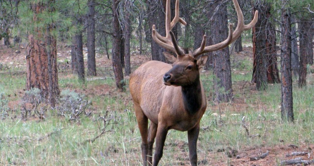 Elk in Pines