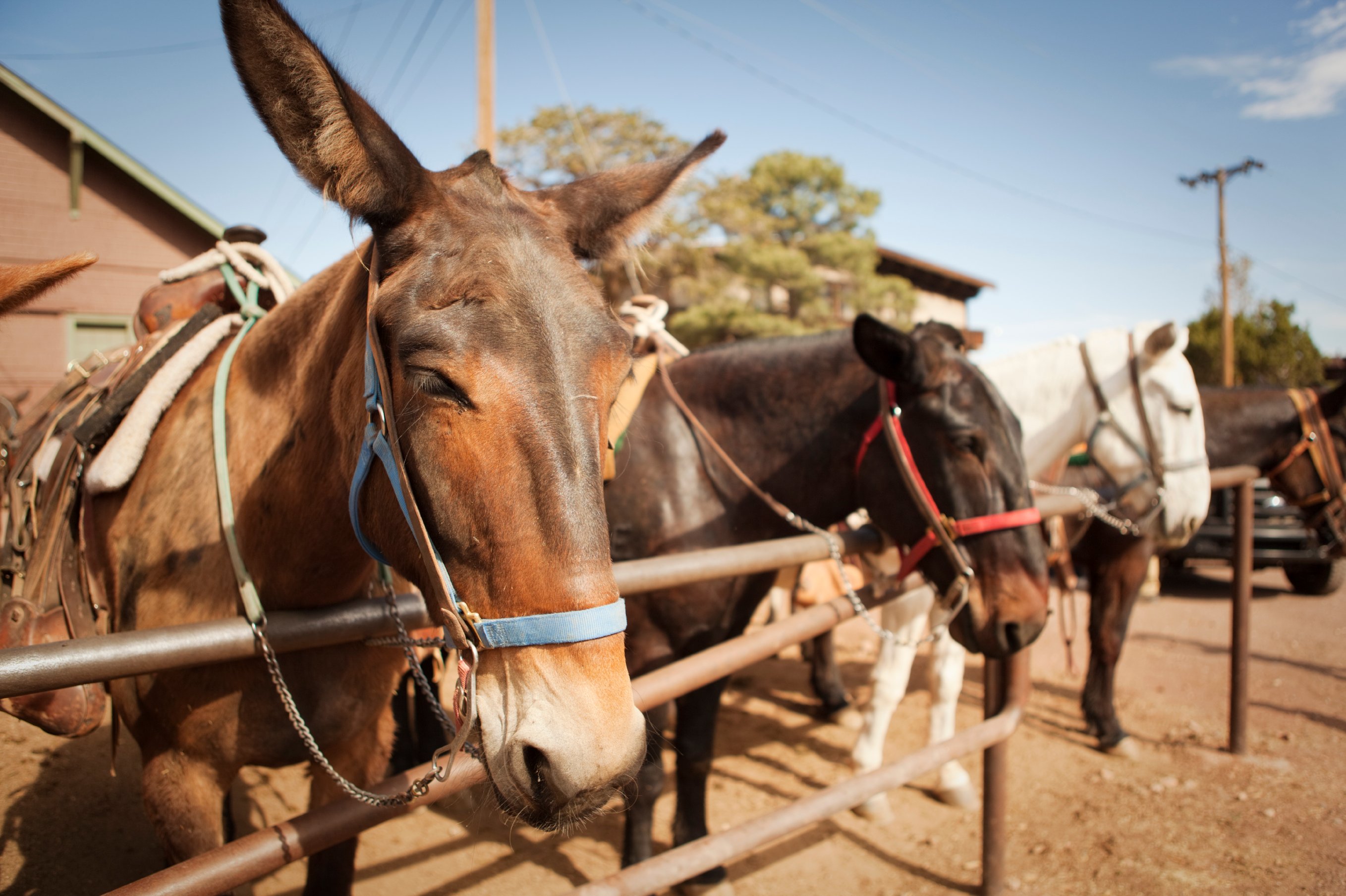 The History of Mules at the Grand Canyon