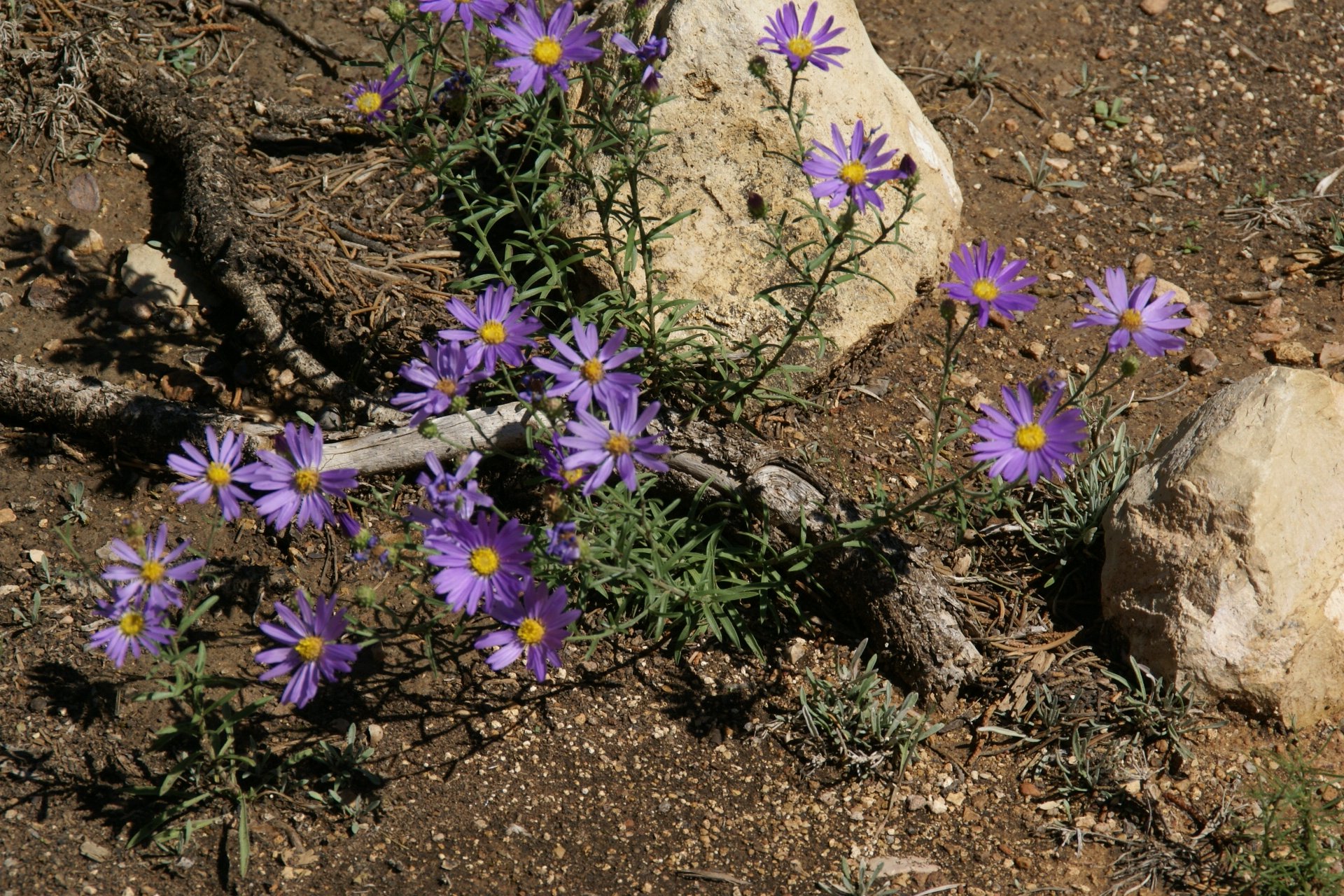 5 Reasons to Visit Grand Canyon in Springtime