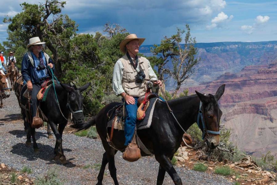 Grand Canyon mules