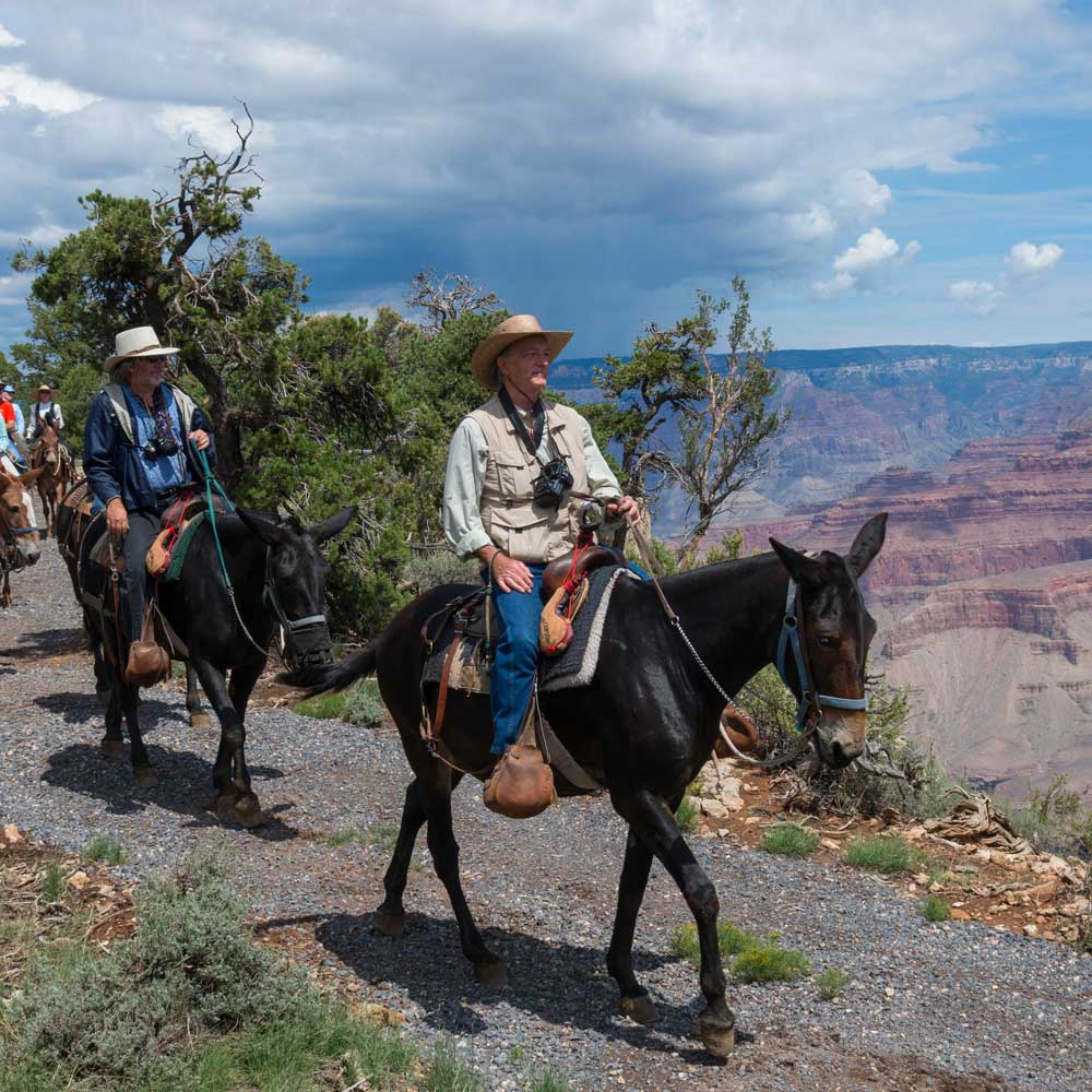 Grand Canyon mules