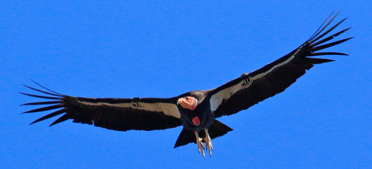 Grand Canyon: Where the Birds Are