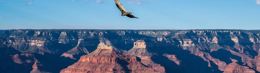 California condor over Grand Canyon